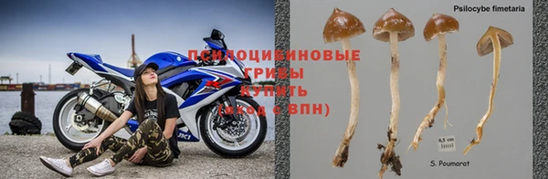 ГАЛЛЮЦИНОГЕННЫЕ ГРИБЫ Белокуриха